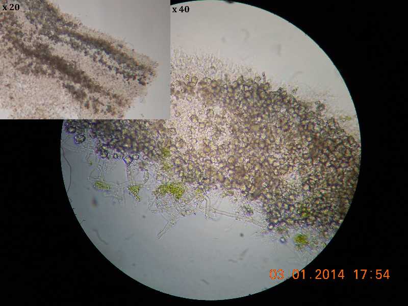 sistotrema (Sistotrema coroniferum)